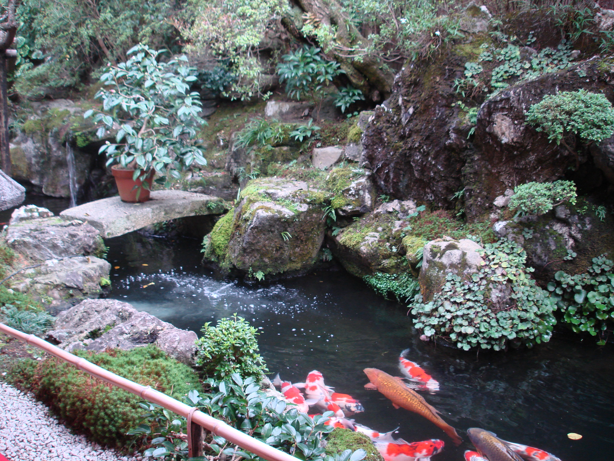 Teahouse Koi Garden