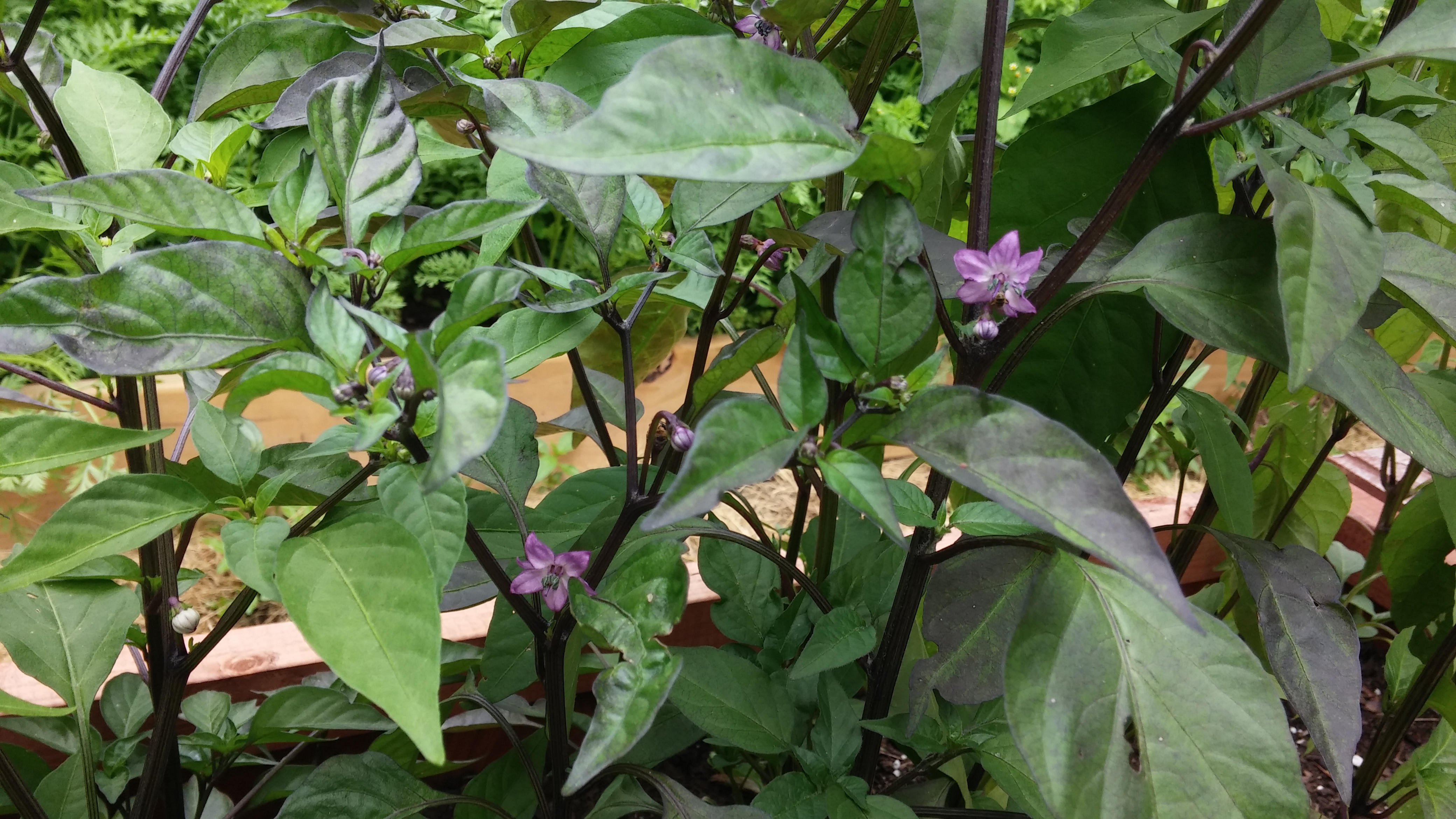 Purple leaves and purple flowers will soon lead to purple peppers